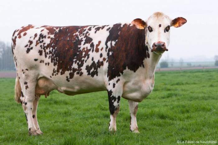 Journée d'entreprise à la ferme